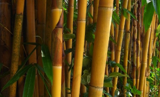 bamboo