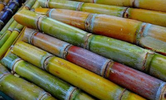 banana cultivation